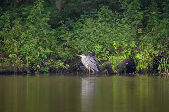 Grey heron and great cormorant standing together on forest lake shore on overcast day