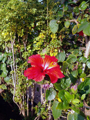 red hibiscus flower © idon alrastani