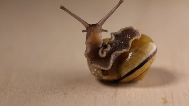 Close-up video of a snail emerging from its shell, extending its sensory tentacles and slowly exploring the surrounding area.
