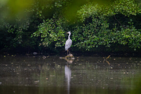 Juvenile grey heron standing on small stone in lake water against green foliage background on overcast day