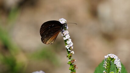 Beautiful dark brown butterfly, possibly a Crow butterfly (Euploea), perched on a spike of small white wildflowers in a sunny natural garden with soft bokeh background, macro photography. © Silmiart