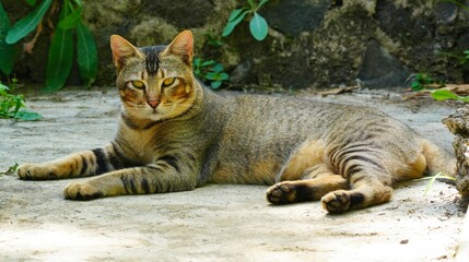 Adorable domestic tabby cat with striking yellow eyes lying comfortably on a concrete surface outdoors, looking directly at the camera with a calm expression against a natural stone wall background. © Silmiart