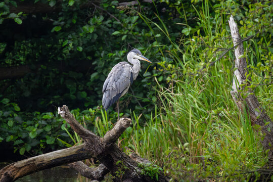 Grey heron perched on fallen tree branch viewed through green leaves in forest