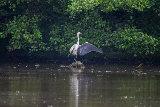 Grey heron standing on stone in lake stretching one wing against green foliage on overcast day