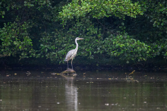Juvenile grey heron standing on stone in lake water against green forest background on overcast day