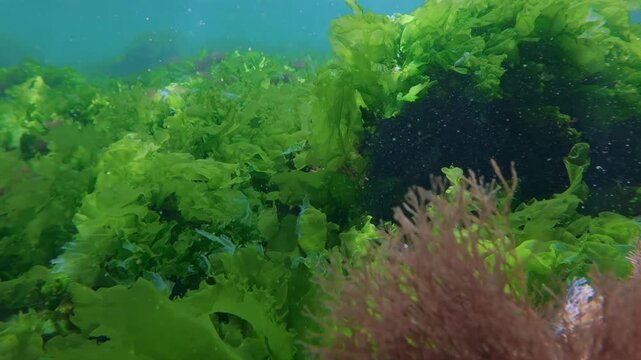Green sea lettuce and red algae sway on underwater rocks in sea. Camera moves forward as bright sheet plant leaves with soft filamentous turf flow in clear aquatic realm under vibrant sunshine.