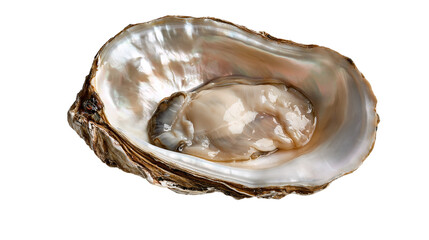 Fresh raw oyster meat inside an open iridescent nacreous shell © Freja