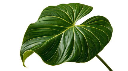 Large heart shaped Philodendron gloriosum leaf with prominent yellow veins © Freja