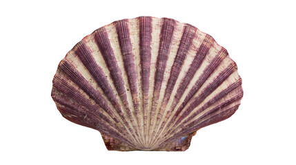 Purple and white striped fan shaped scallop seashell © Freja