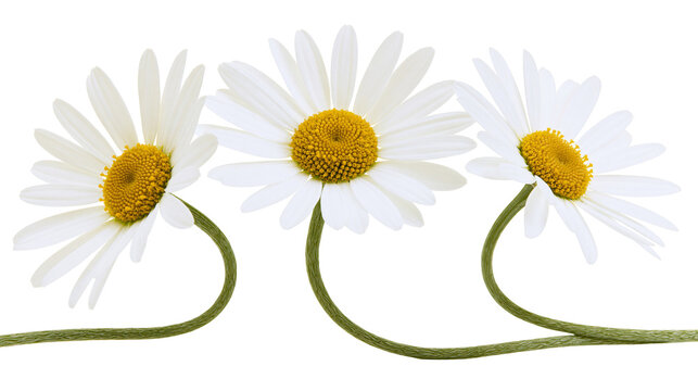 Three fresh white daisy flowers with yellow centers and green stems