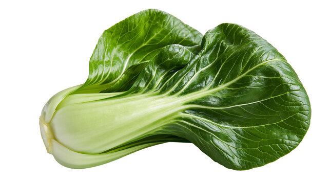 Fresh raw bok choy vegetable with dark green leaves and thick white stalks