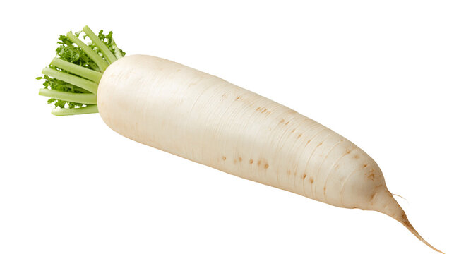 Fresh raw daikon radish with green leafy tops