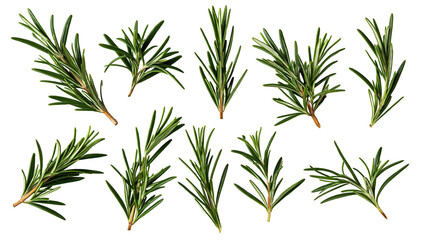 Fresh green rosemary herb sprigs arranged in a collection © Fraser
