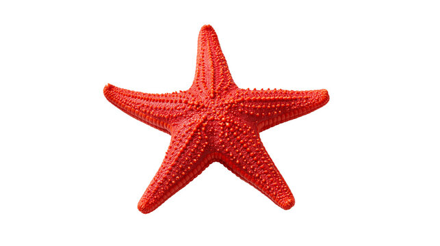 Vibrant red starfish with textured bumpy surface and five pointed arms