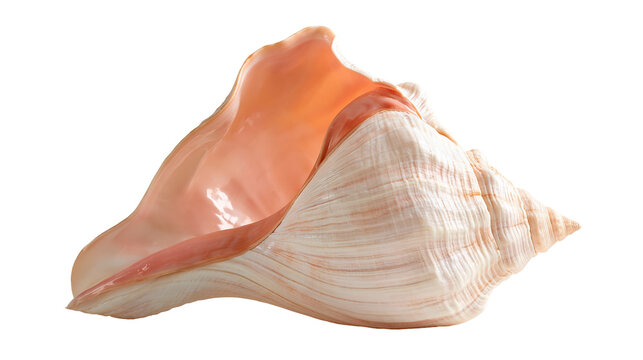Large pink and white conch shell with smooth interior and spiral texture