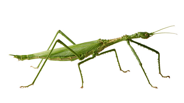 Green stick insect with long slender legs and textured body
