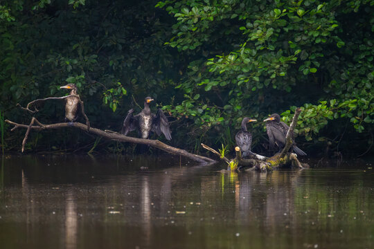 Four great cormorants spreading wings to dry feathers on fallen log in lake near forest shore on overcast day