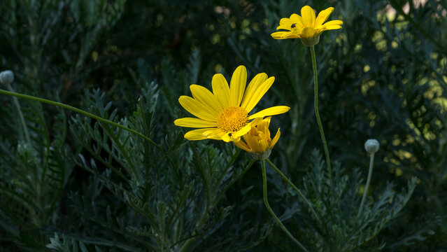 Bright Yellow Daisy Flowers with Tiny Fly on Petals, Golden Marguerite Bloom Among Feathery Foliage &mdash; Garden Wildlife and Pollinator Concept