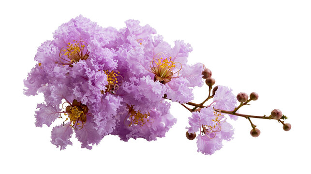 Light purple crepe myrtle flower cluster with yellow stamens and small buds