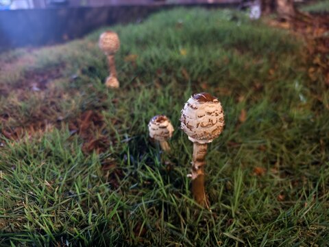 Young parasol mushrooms (Macrolepiota procera) growing naturally in lush green grass.