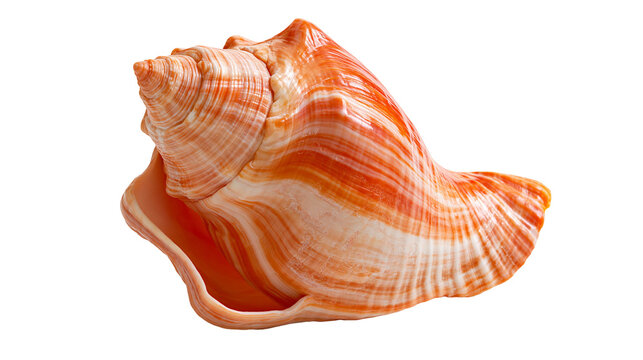 Orange and white striped conch seashell with spiral texture