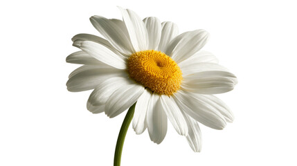 Single white daisy flower with yellow center and green stem © Elodie