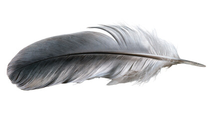 Soft grey and white bird feather with delicate barbs and central quill © Elodie