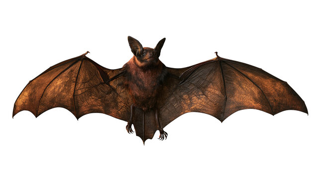 Brown fruit bat with spread wings flying in midair