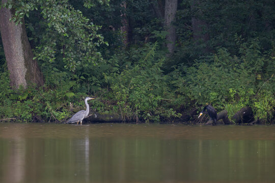 Juvenile grey heron and great cormorant standing on forest lake shore at dusk