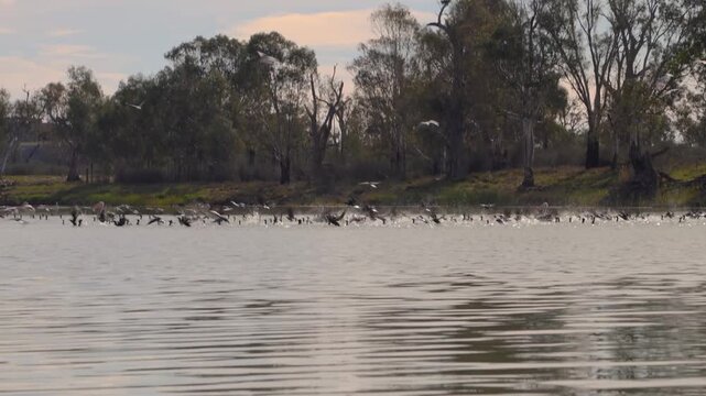 Wildlife and nature conservation as a large flock of wild birds takes flight from the surface of the River Murray. Australian river ecosystem with native trees and calm water.