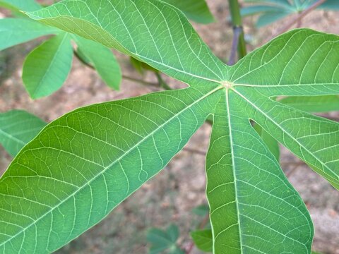 Close up of fresh green cassava leaf with visible vein patterns