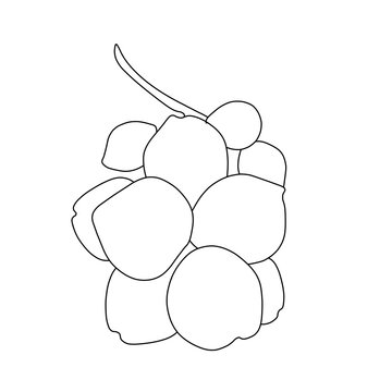 Line art illustration of fresh duku langsat fruit cluster isolated on transparent background