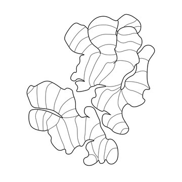 Line art illustration of fresh ginger root rhizome isolated on transparent background