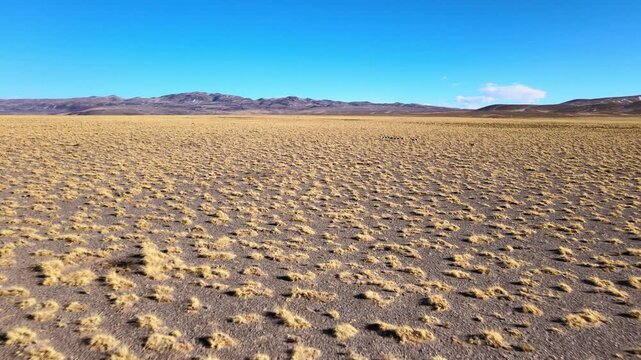 Dry high-altitude grassland plain near Laguna Blanca in Catamarca, Argentina, with distant low mountains under a clear blue sky during a smooth drone flyover.