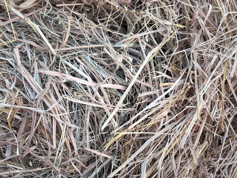 Background of dry rice straw and hay pile showing natural fibrous organic texture. Rustic agricultural fodder backdrop template with copy space for organic farming banner, poster.