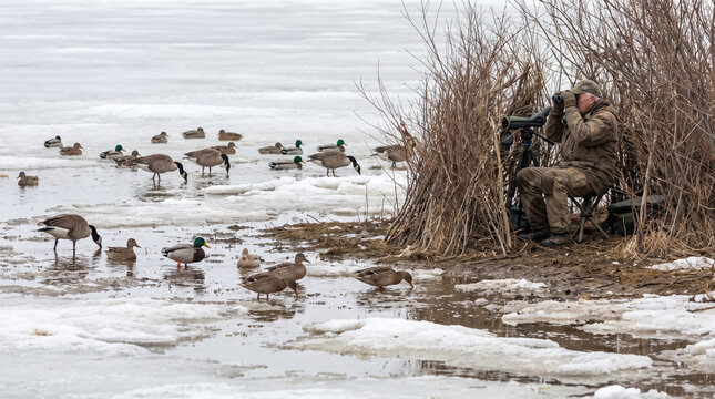 Birdwatcher in Camouflage Hide Watches Migratory Waterfowl on Melting Ice Wetland. Concept of migratory birds, birdwatching, binoculars, bird blind, spotting scope. Copy space.
