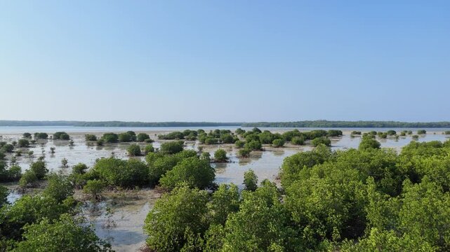 Aerial view of lush green mangrove forest at low tide in Karimunjawa island, tropical coastline with shallow water, coastal ecosystem, nature travel, environmental protection, summer vacation
