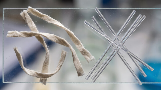Comparison of natural cotton fibers and synthetic glass rods on microscope slide in laboratory. Concept of textile analysis, material testing, laboratory test, science.