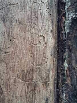 Natural wood borer galleries texture on dry tree trunk
