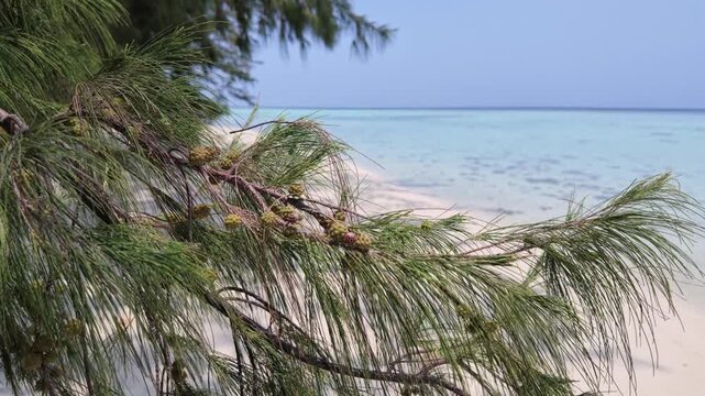 Casuarina pine tree branches with seed cones on tropical beach, turquoise water and white sand, calm ocean waves, idyllic island landscape for summer travel and vacation relaxation background scenery