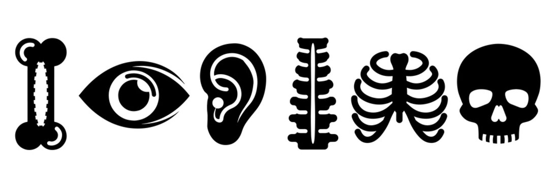 Human anatomy bone and organ icons set for medical and health education