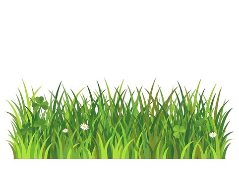 Green grass with white daisies in sunlight
