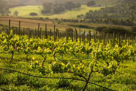 vineyard in muted afternoon light, Klein Mountains in the background, Stanford, South Africa