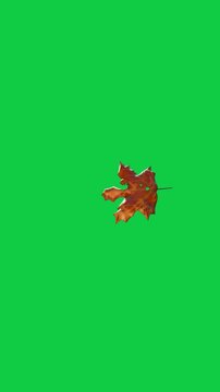 Vertical video: playback starting, brown leaf tumbling and rotating, showing veins for alpha keying