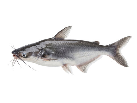 Fresh raw catfish isolated on a clean white background side profile view of a whole silver gray river fish with whiskers perfect for seafood menus