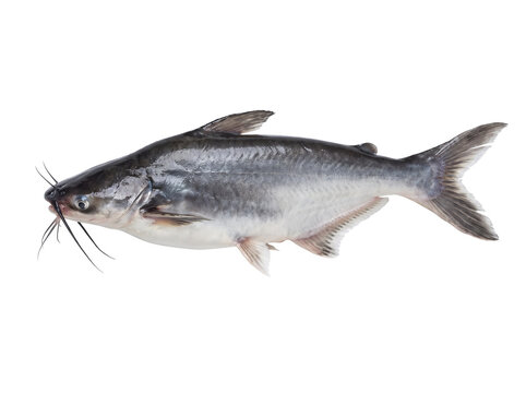 Fresh raw pangasius catfish isolated on a clean white background side view of whole silver iridescent shark fish for seafood culinary market