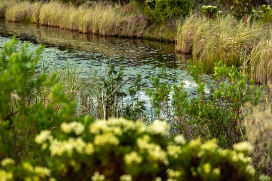 beautiful placid pond under muted overcast skies, Stanford, South Africa