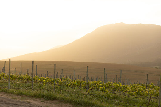 vineyard in muted afternoon light, Klein Mountains in the background, Stanford, South Africa