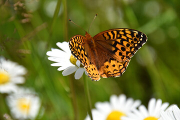A butterfly in the garden, Sainte-Apolline, Québec, Canada © Claude Laprise