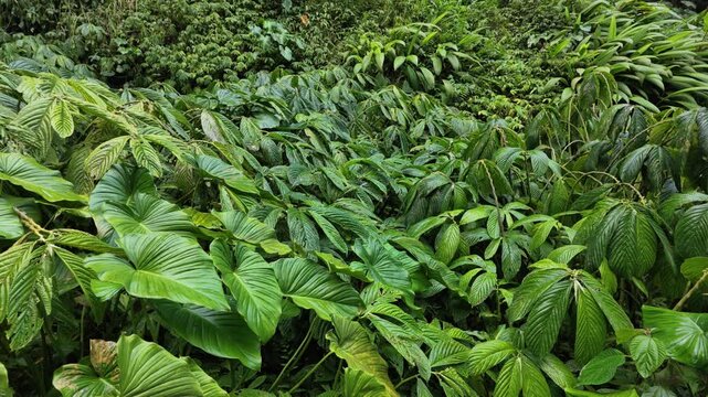Dense lush tropical rainforest foliage near Sekumpul waterfall in Bali, thick jungle leaves with deep green texture and wet rainy atmosphere, ideal for nature themes, botanical backgrounds and
